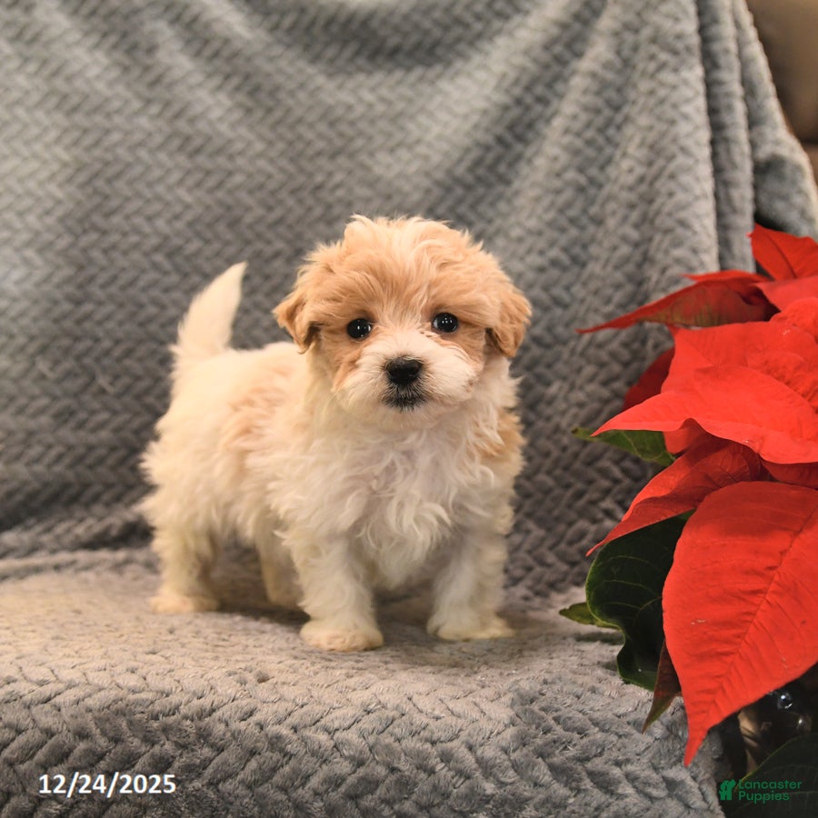 Maltipoo dogs Peanut  - Ad 26