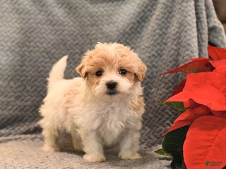 Maltipoo dogs Peanut - Ad 26