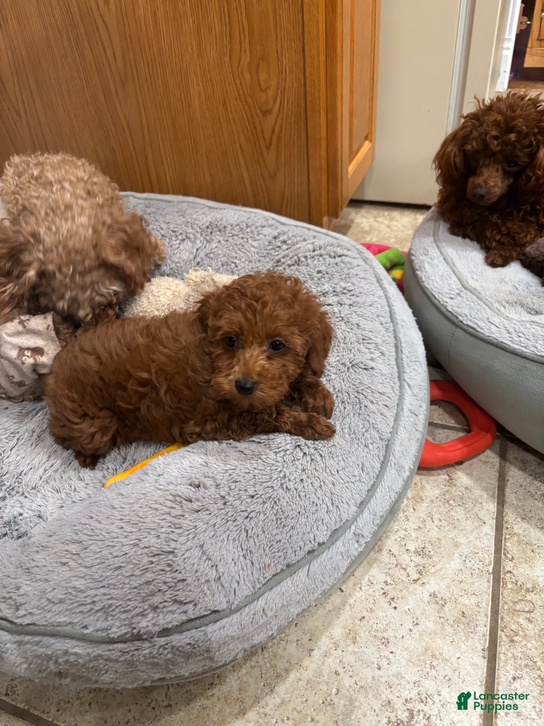 Toy Poodle dogs for sale: Toy Poodle Puppy 5 - Ad 1