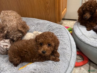 Toy Poodle dogs Toy Poodle Puppy 5 - Ad 25