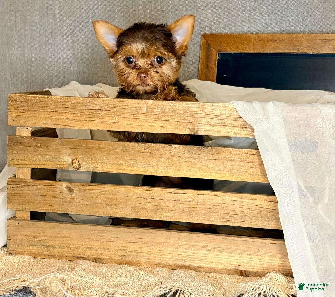 Yorkshire Terrier dogs for sale: Mocha *GET NOW* PAY LATER* - Ad 4