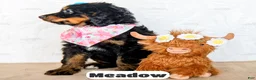 Bernedoodle dogs for sale: Meadow - Ad 5