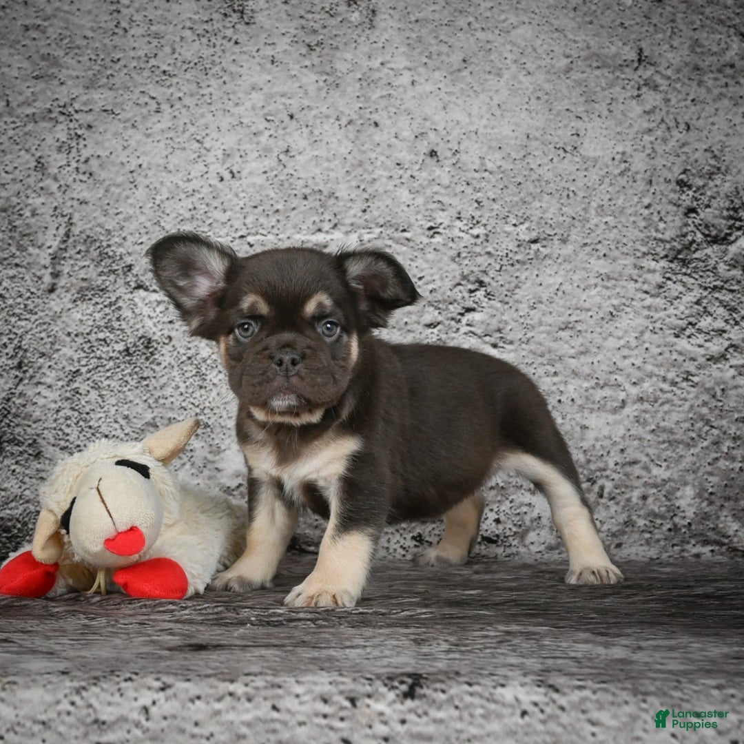 French Bulldog dogs for sale: Bridgitte - Ad 7