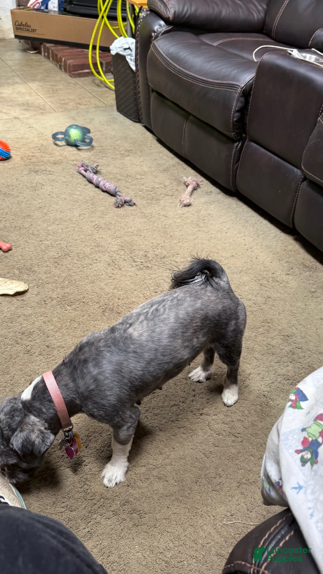 Mixed Breed dogs for sale: Mixed Breed Puppy 2 - Ad 3