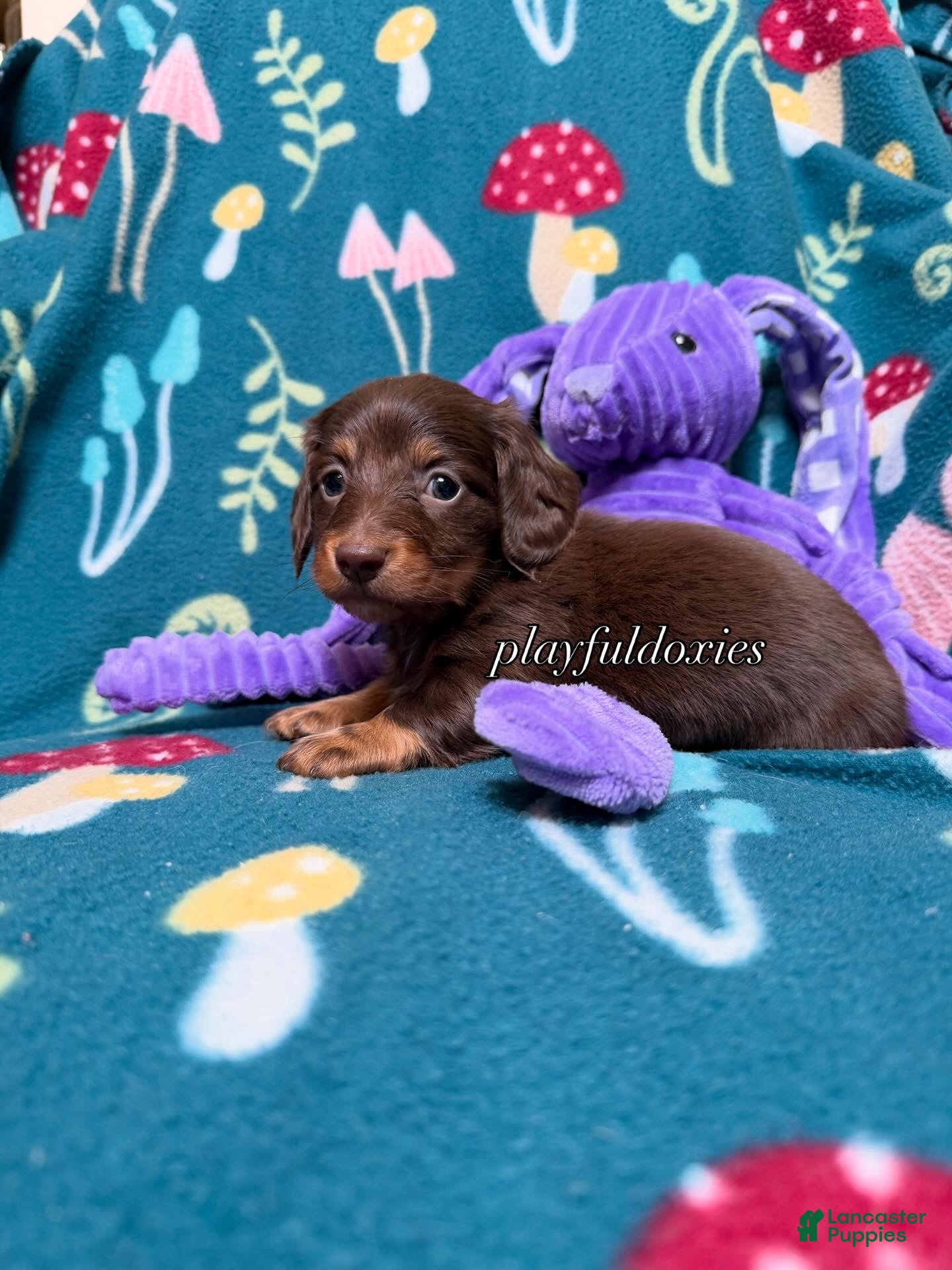 Miniature Dachshund dogs Georgie  - Ad 2