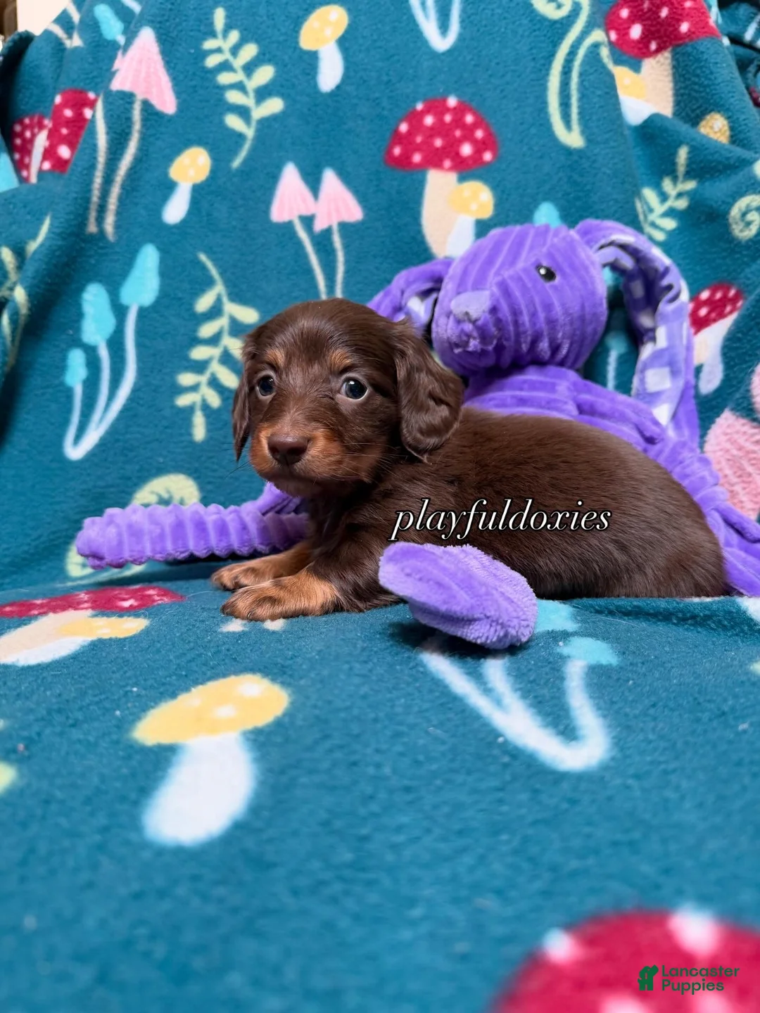 Miniature Dachshund dogs for sale: Georgie  - Ad 2