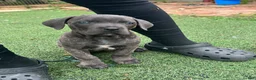 Cane Corso dogs for sale: Prima  - Ad 1