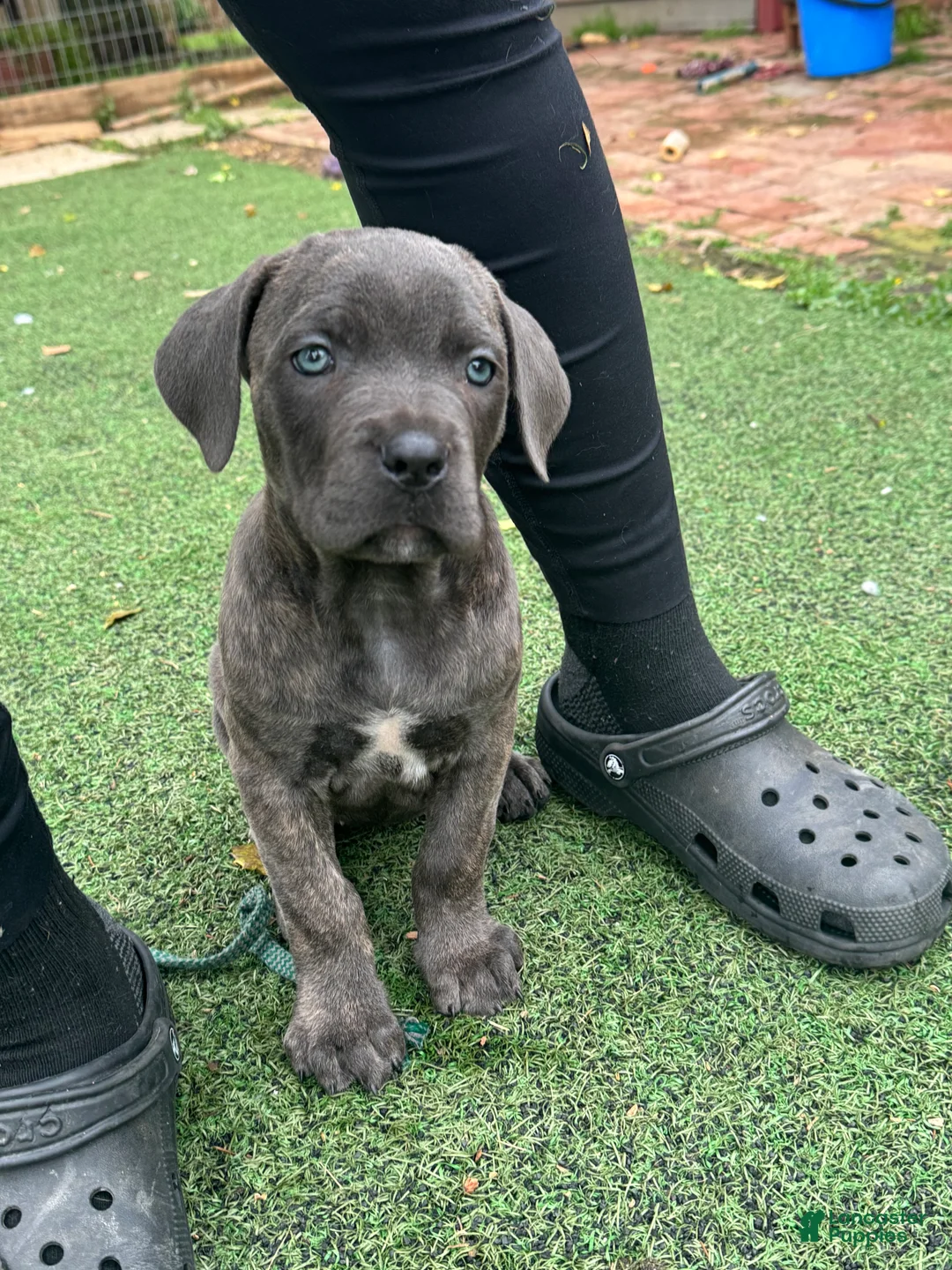 Cane Corso dogs for sale: Prima  - Ad 1