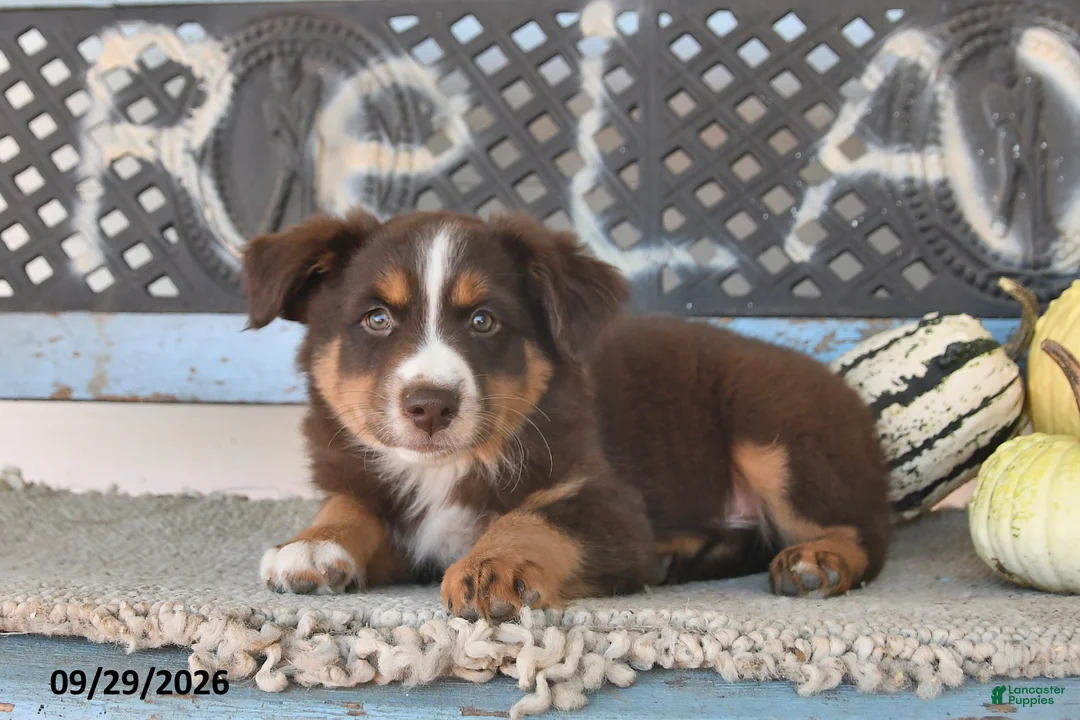 Australian Shepherd dogs for sale: Winston - Ad 2