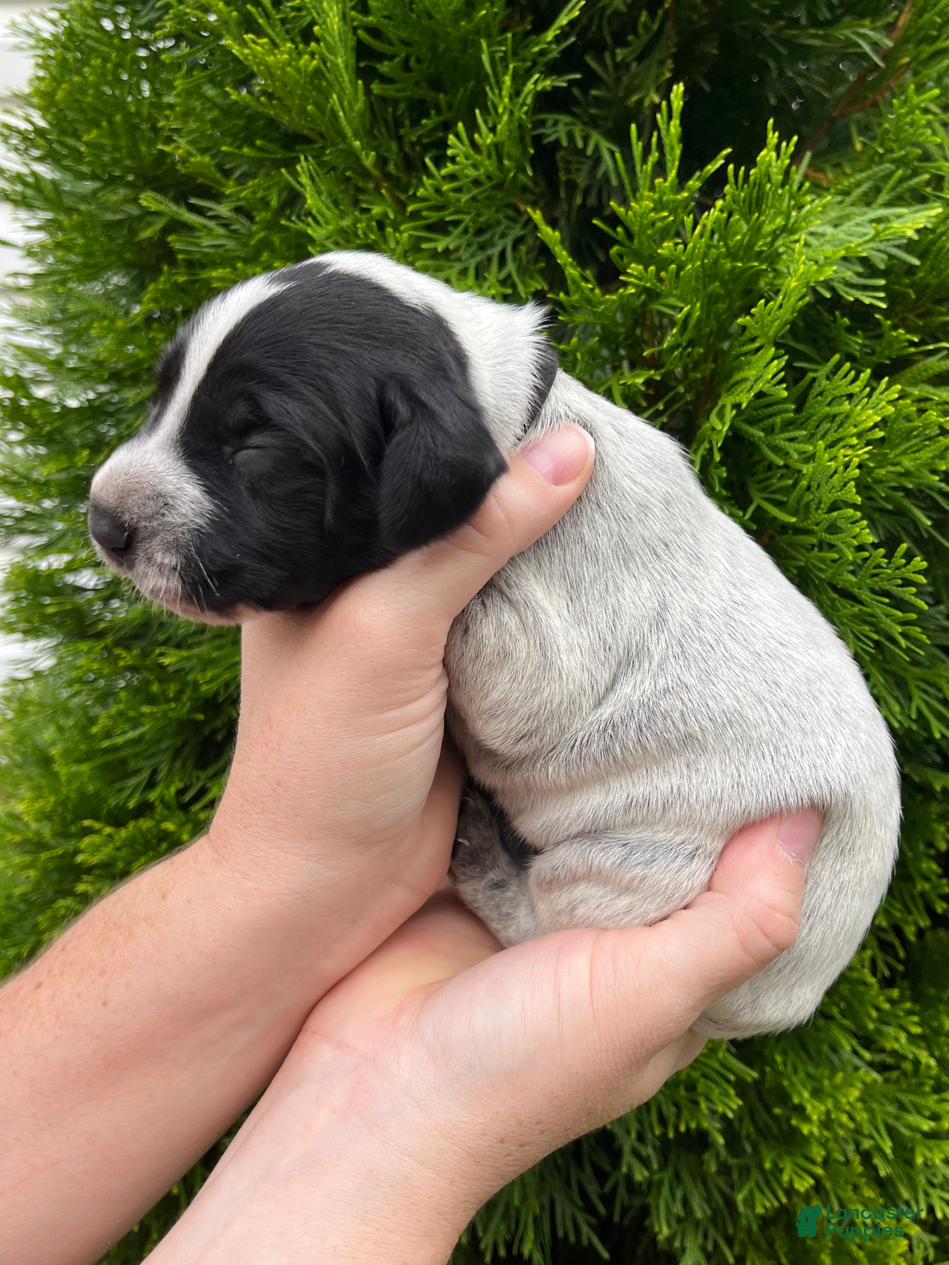 German Shorthaired Pointer dogs German Shorthaired Pointer (MALE E) - Ad 2