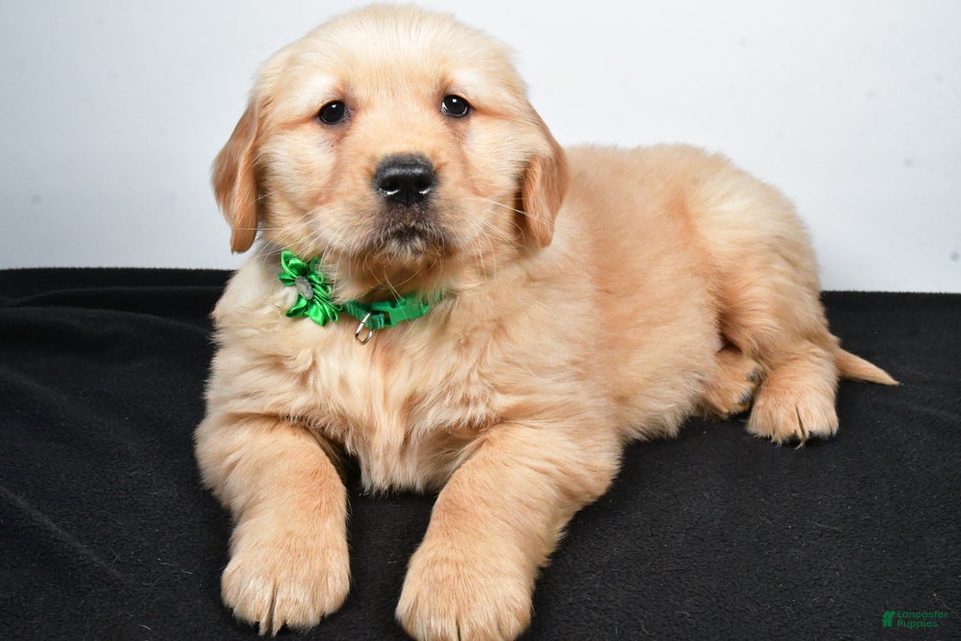 Golden Retriever dogs for sale: Jessica - Ad 5
