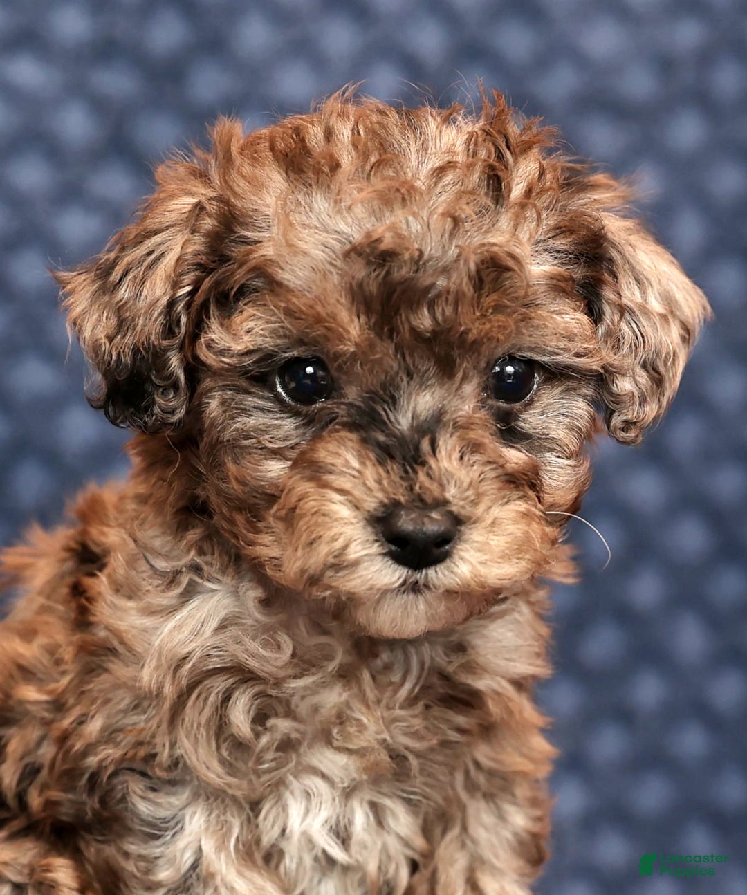 Miniature Poodle dogs for sale: Fulton - Ad 9
