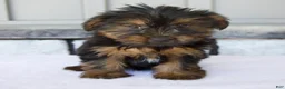 Yorkshire Terrier dogs for sale: Dewey - Ad 3