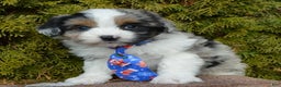 Mini Aussiedoodle dogs for sale: Toy Ace - Ad 16