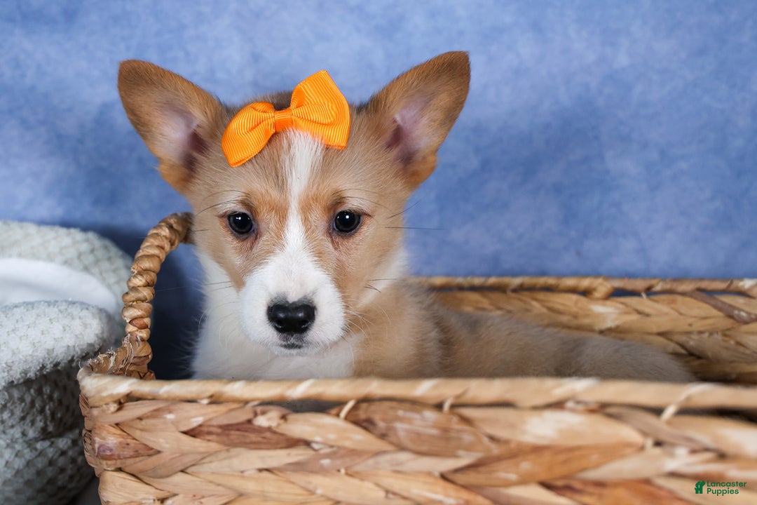Welsh Corgi Pembroke dogs for sale: Milly - Ad 23