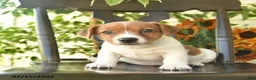 Jack Russell Terrier dogs for sale: Pascal  - Ad 3
