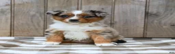 Australian Shepherd dogs for sale: Ranae - Ad 3