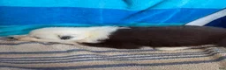 Australian Shepherd dogs for sale: Apple (AKC) - Ad 5