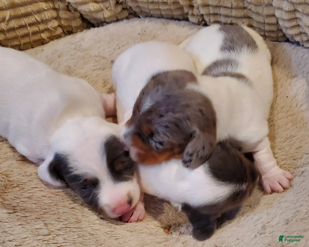 Miniature Dachshund dogs for sale: Miniature Dachshund 1 - Ad 4