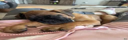 Boxer dogs for sale: Dozer - Ad 5