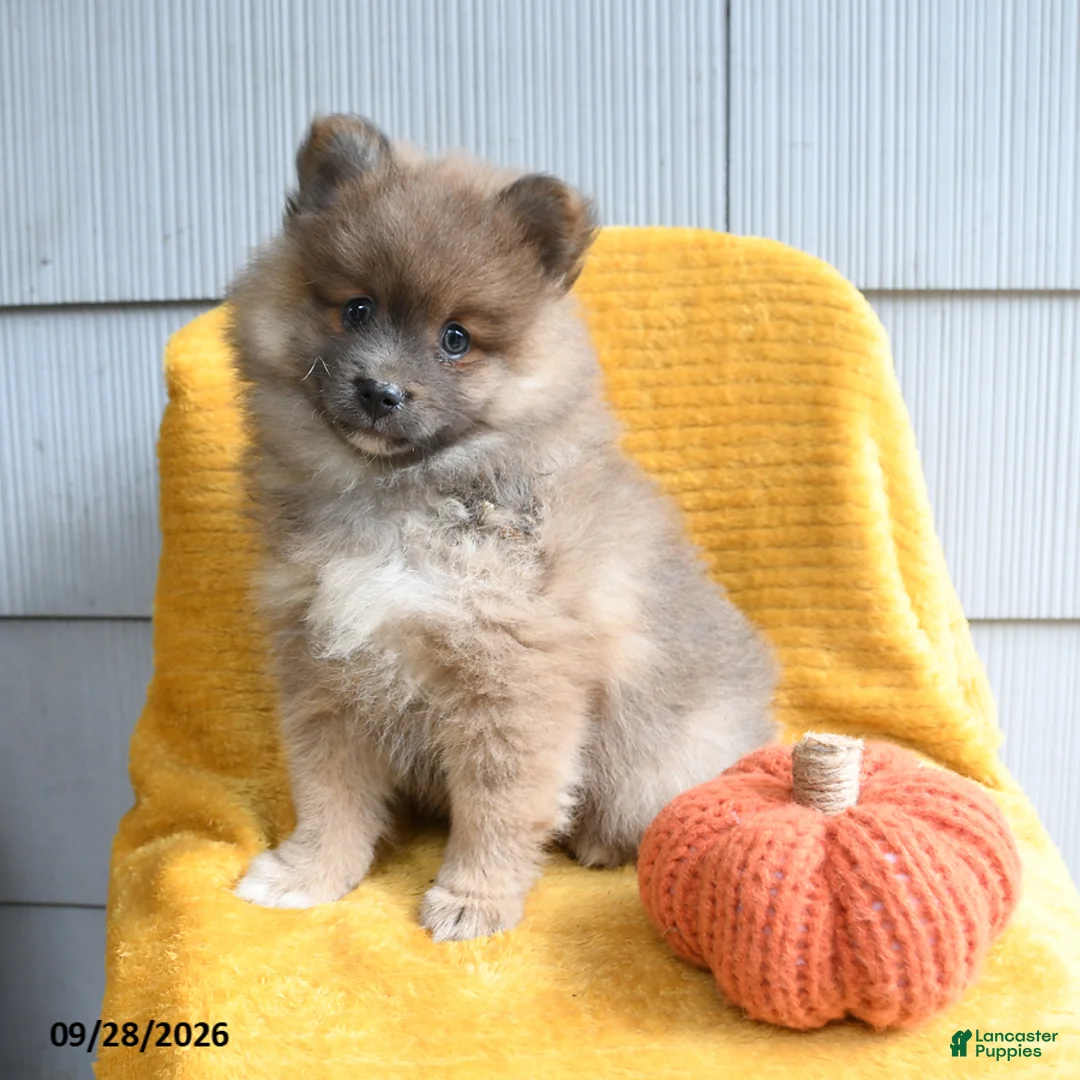 Pomeranian dogs for sale: Lucky - Ad 1