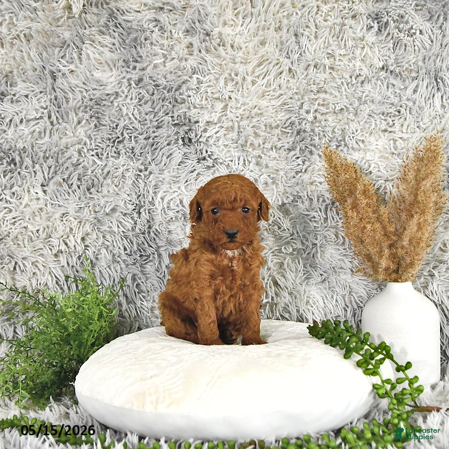 Toy Poodle dogs Jaxon - Ad 2