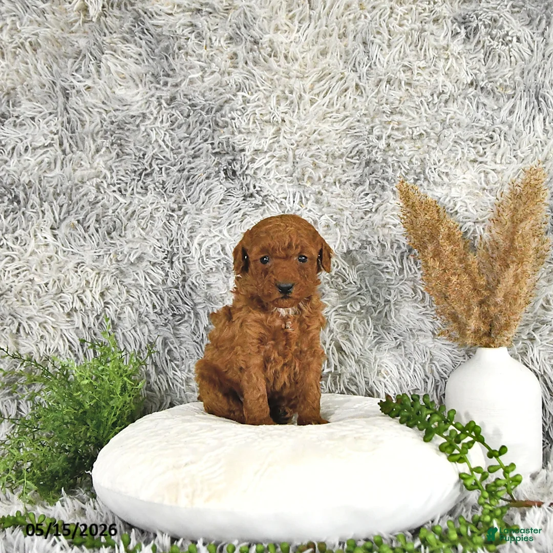 Toy Poodle dogs for sale: Jaxon - Ad 2