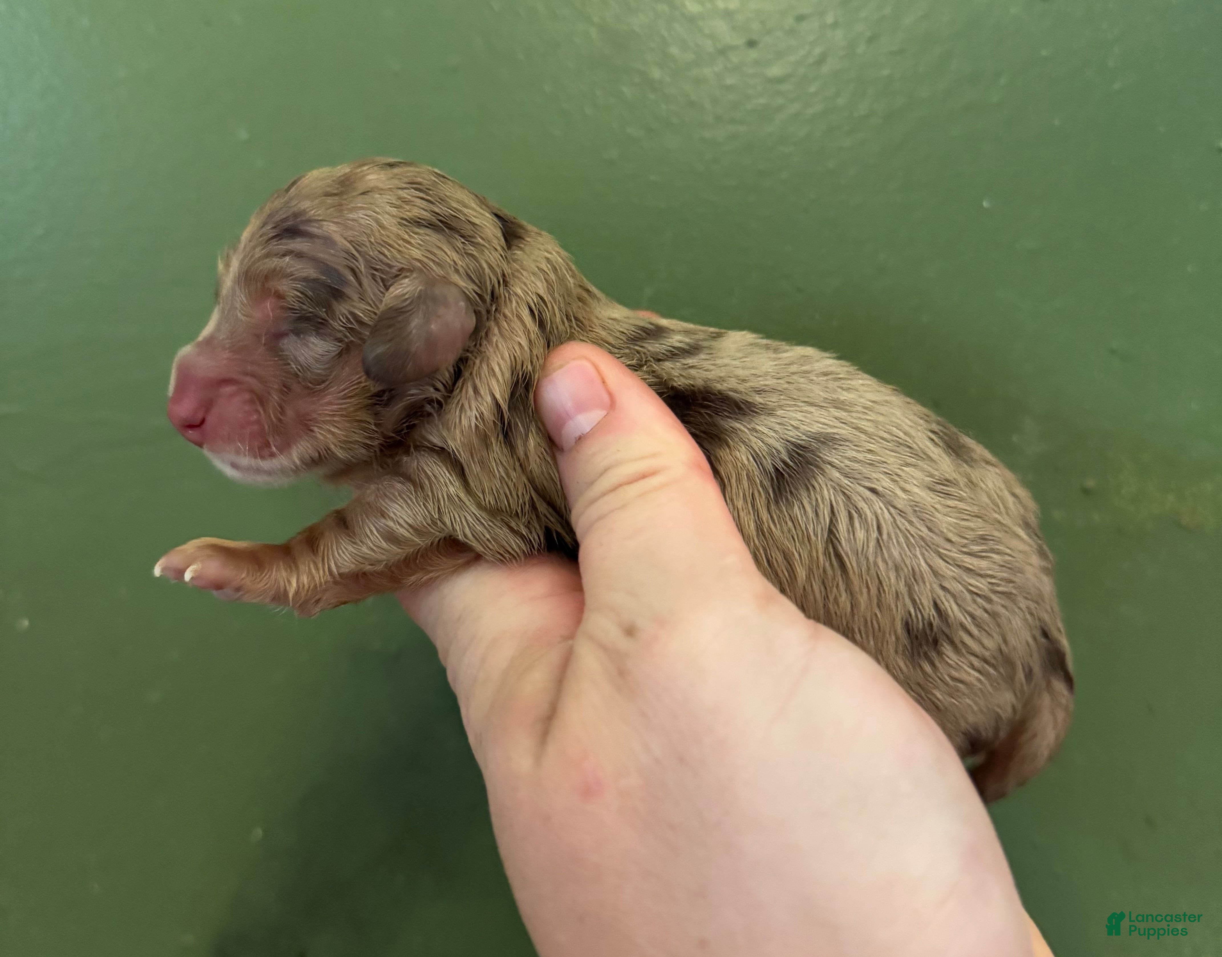 Miniature Dachshund dogs Russian dapple AKC girl - Ad 16