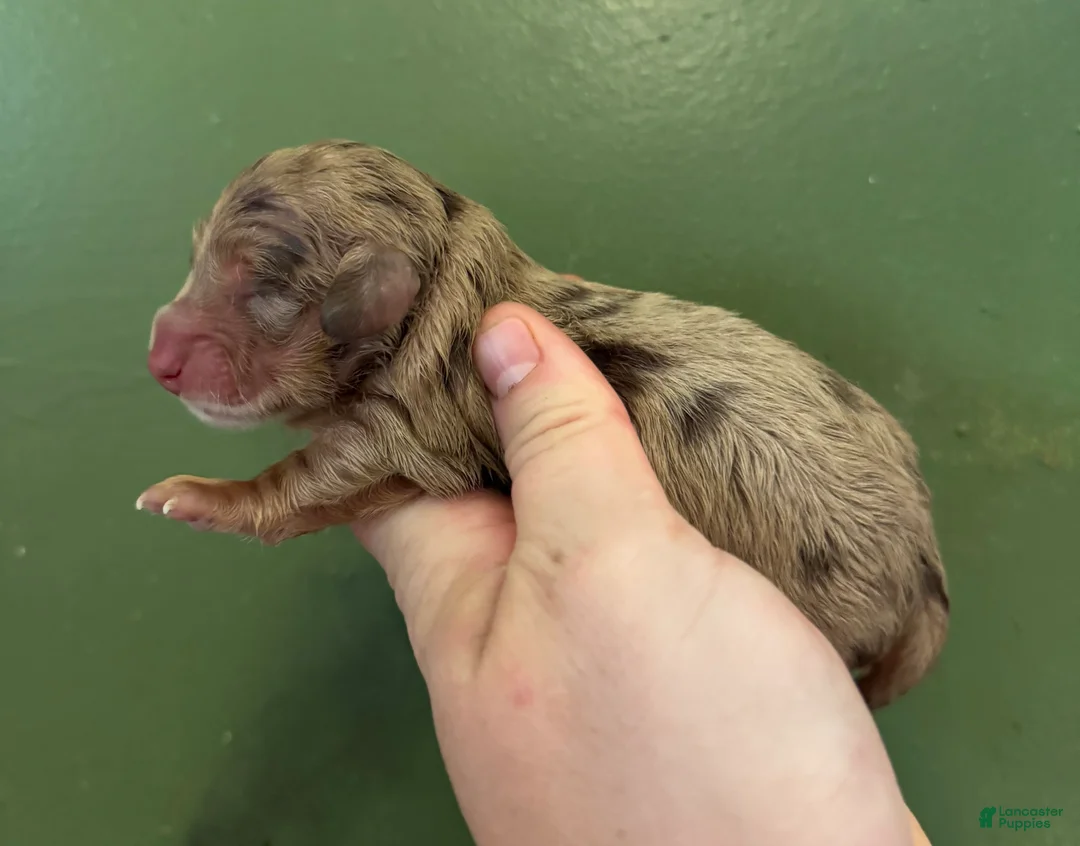 Miniature Dachshund dogs for sale: Russian dapple AKC girl - Ad 1