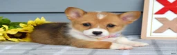 Welsh Corgi Pembroke dogs for sale: Winnie - Ad 9