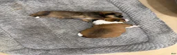 Mixed Breed dogs for sale: Mixed Breed 2 - Ad 9
