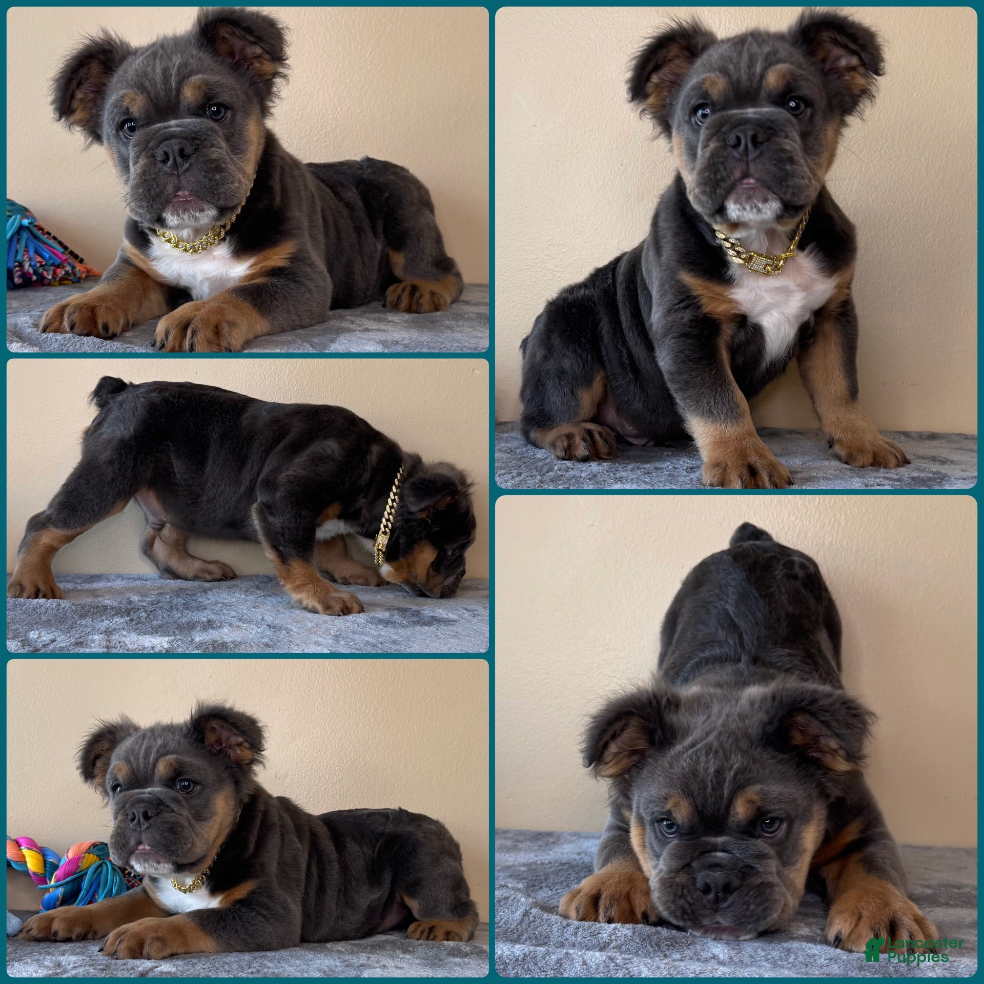 English Bulldog dogs Ben - Ad 2