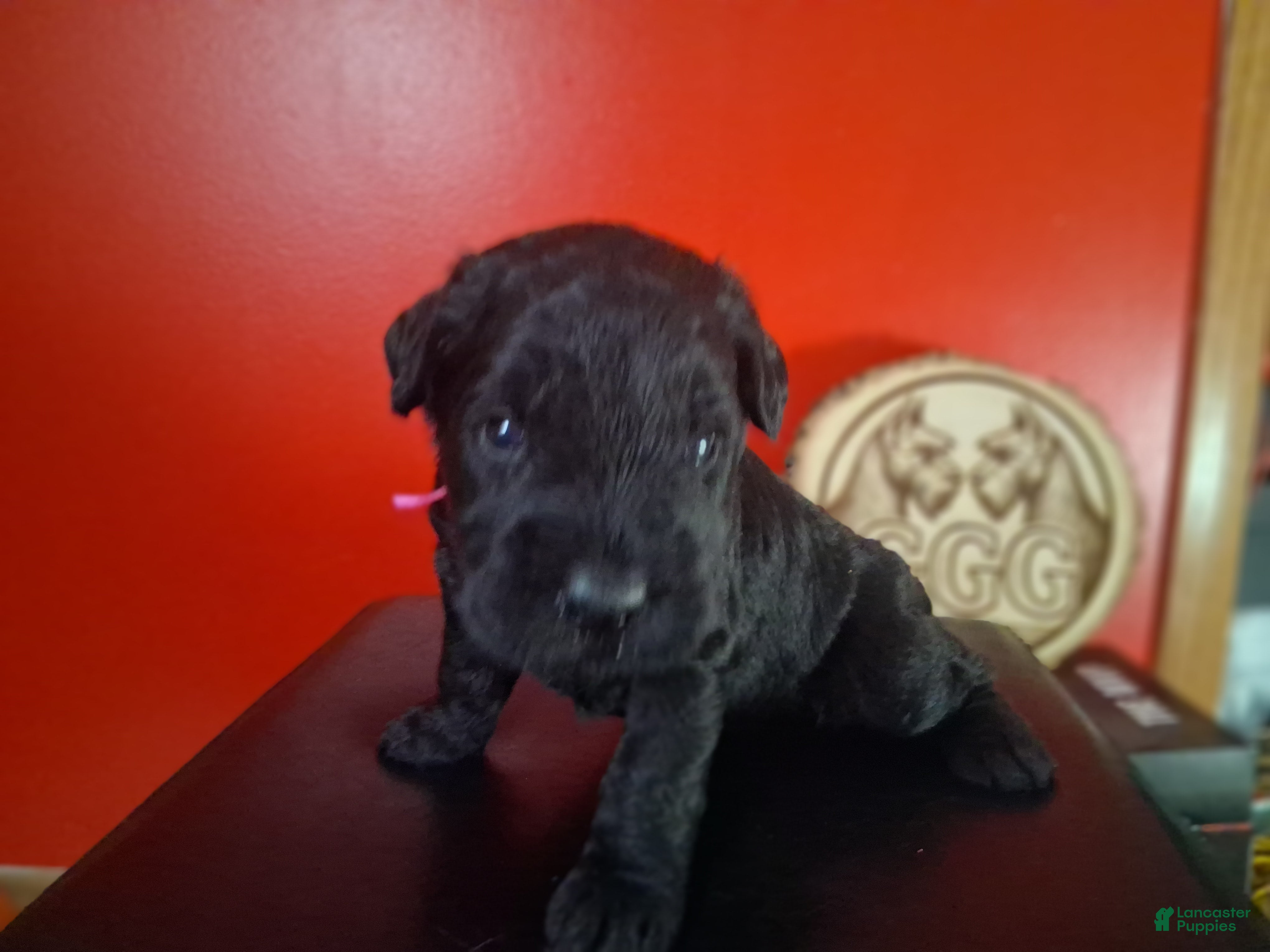 Giant Schnauzer dogs Ruby - Ad 2