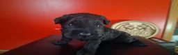 Giant Schnauzer dogs for sale: Ruby - Ad 2