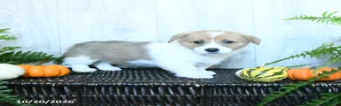 Ken 