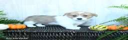Welsh Corgi Pembroke dogs for sale: Ken  - Ad 1