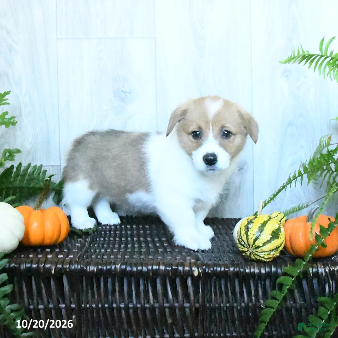 Welsh Corgi Pembroke dogs for sale: Ken  - Ad 1
