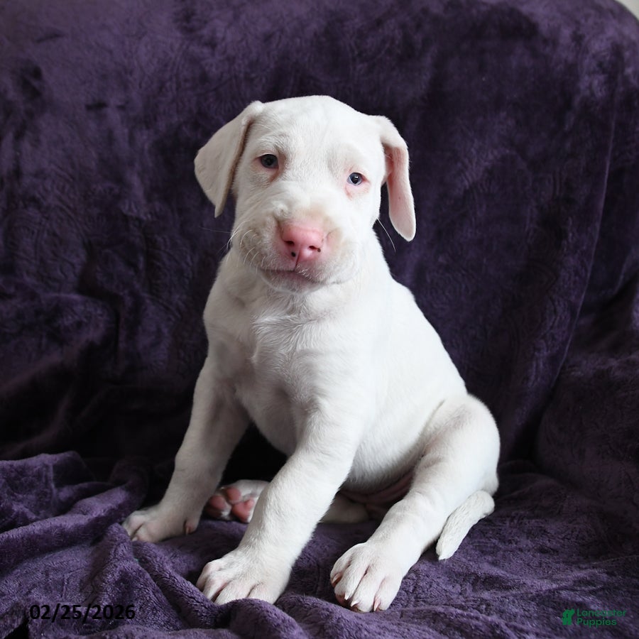 Great Dane dogs Luna - Ad 2