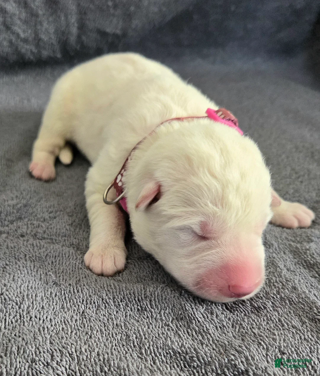 German Shepherd dogs for sale: German Shepherd Puppy 4 - Ad 1