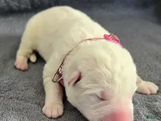 German Shepherd dogs German Shepherd Puppy 4 - Ad 26