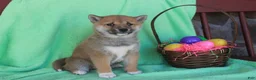 Shiba Inu dogs for sale: Shyla - Ad 3