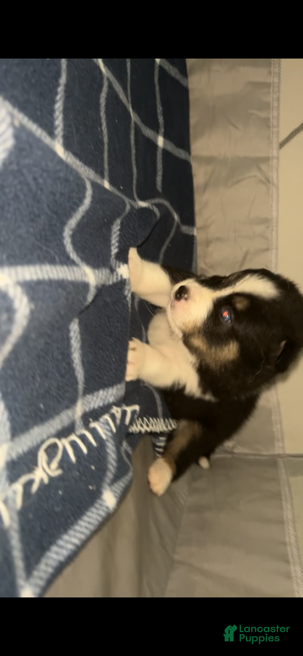 Pomsky dogs Mozark - Ad 7