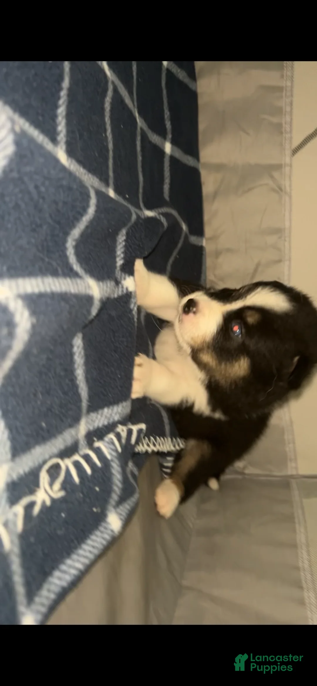 Pomsky dogs for sale: Mozark - Ad 1