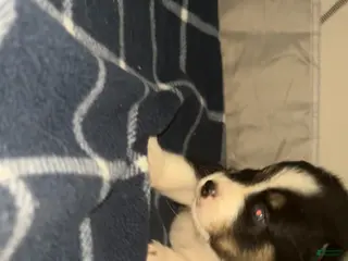 Pomsky dogs Mozark - Ad 7