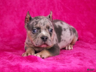 American Bully dogs Blue Tri Merle Female - Ad 42
