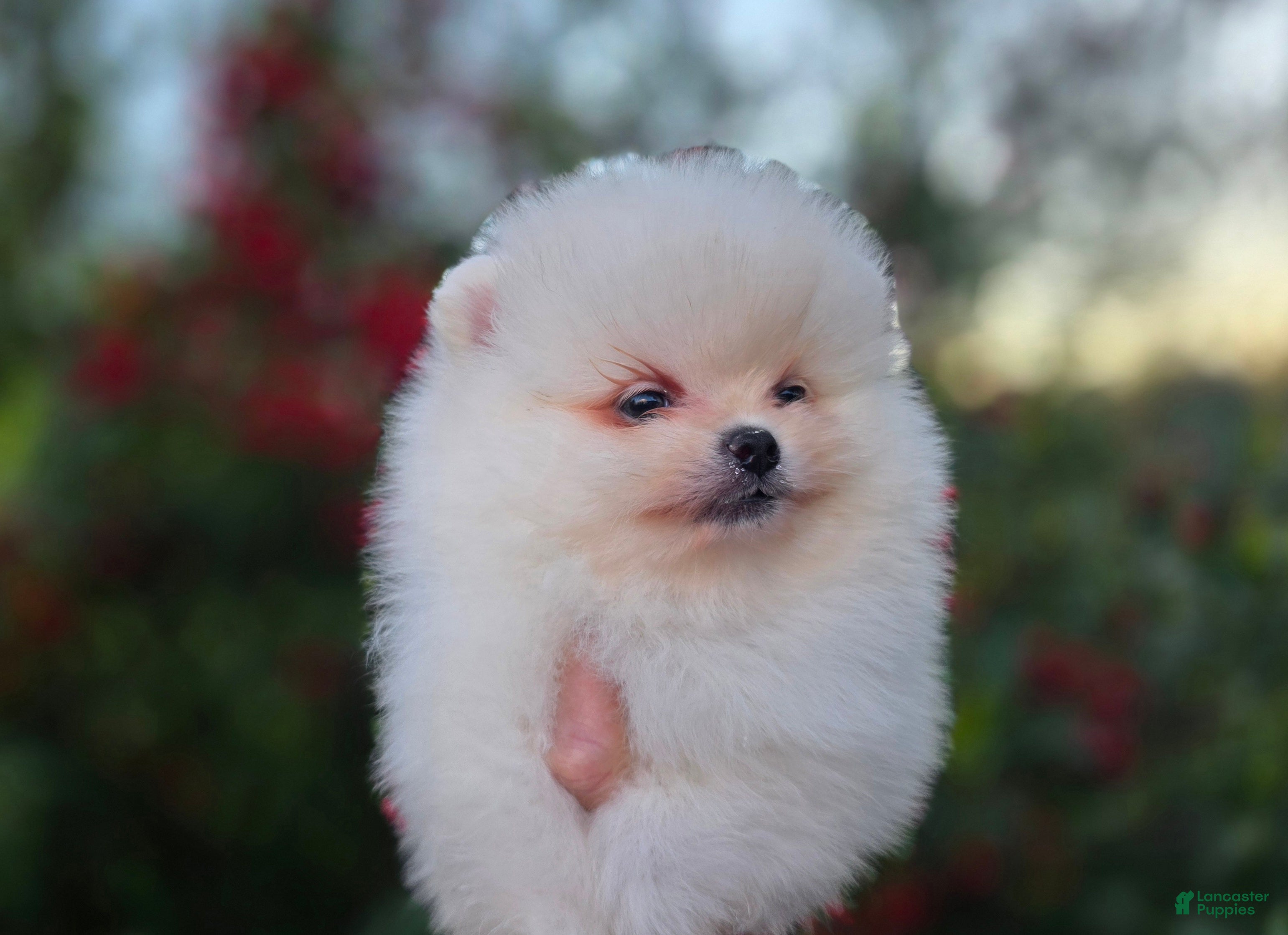 Pomeranian dogs Gabriel  - Ad 9