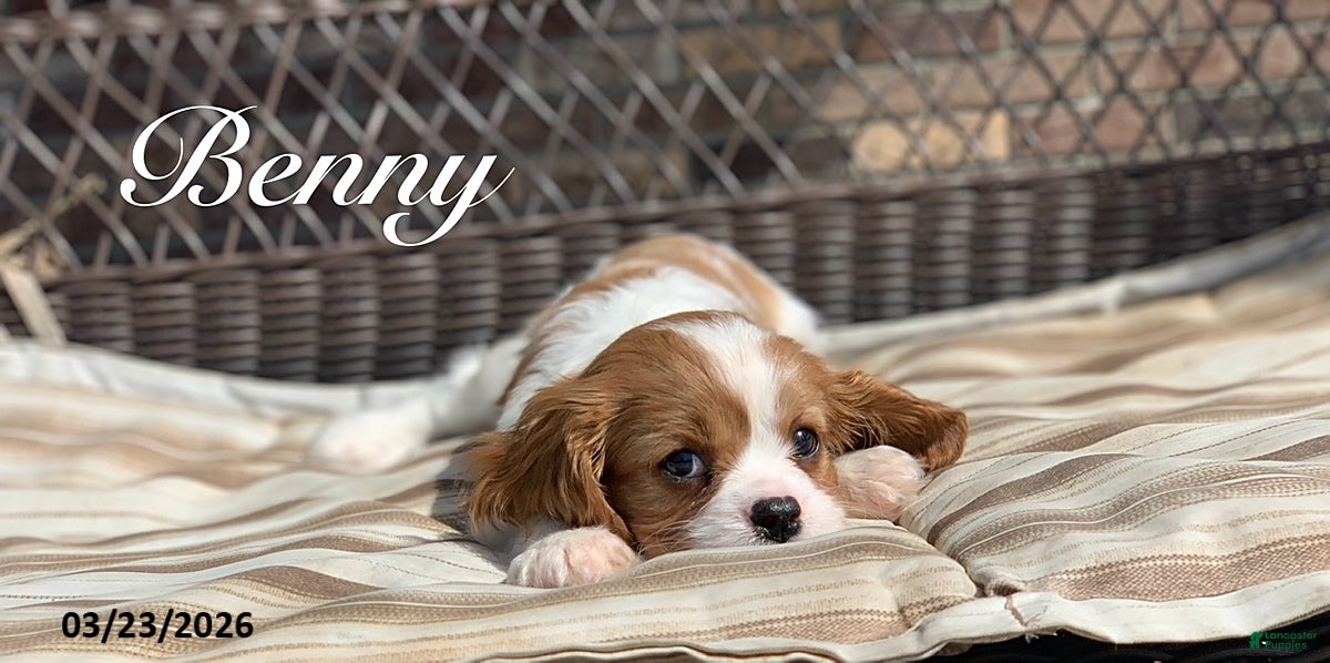 Cavalier King Charles Spaniel dogs Benny - Ad 1