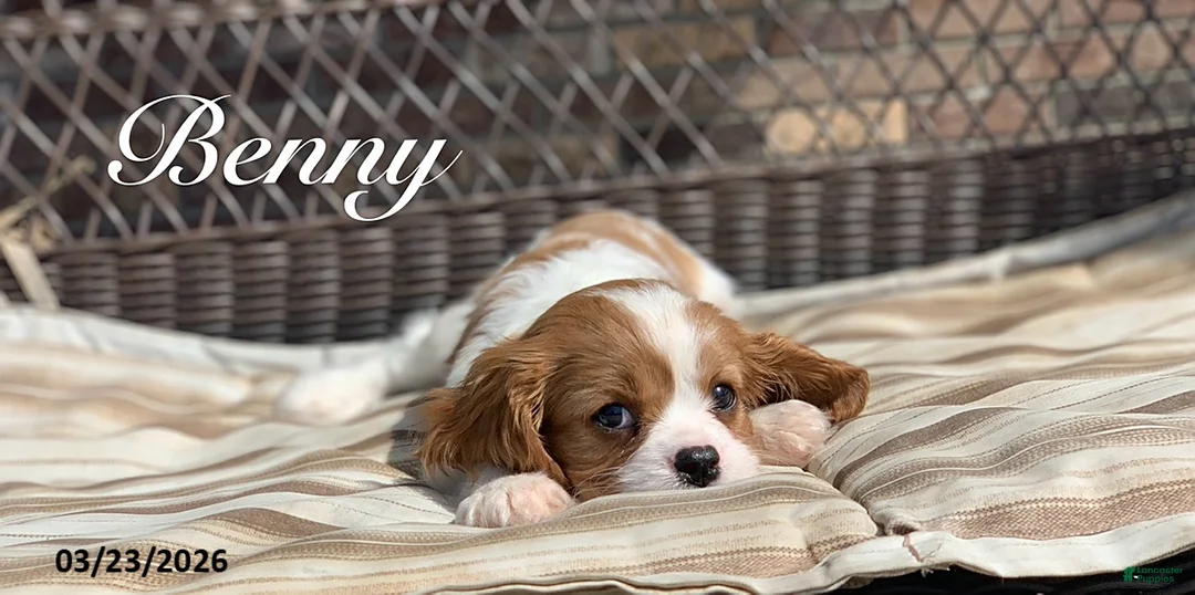 Cavalier King Charles Spaniel dogs for sale: Benny - Ad 1