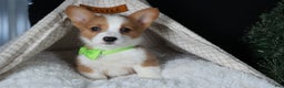 Welsh Corgi Pembroke dogs for sale: Hudson - Ad 15