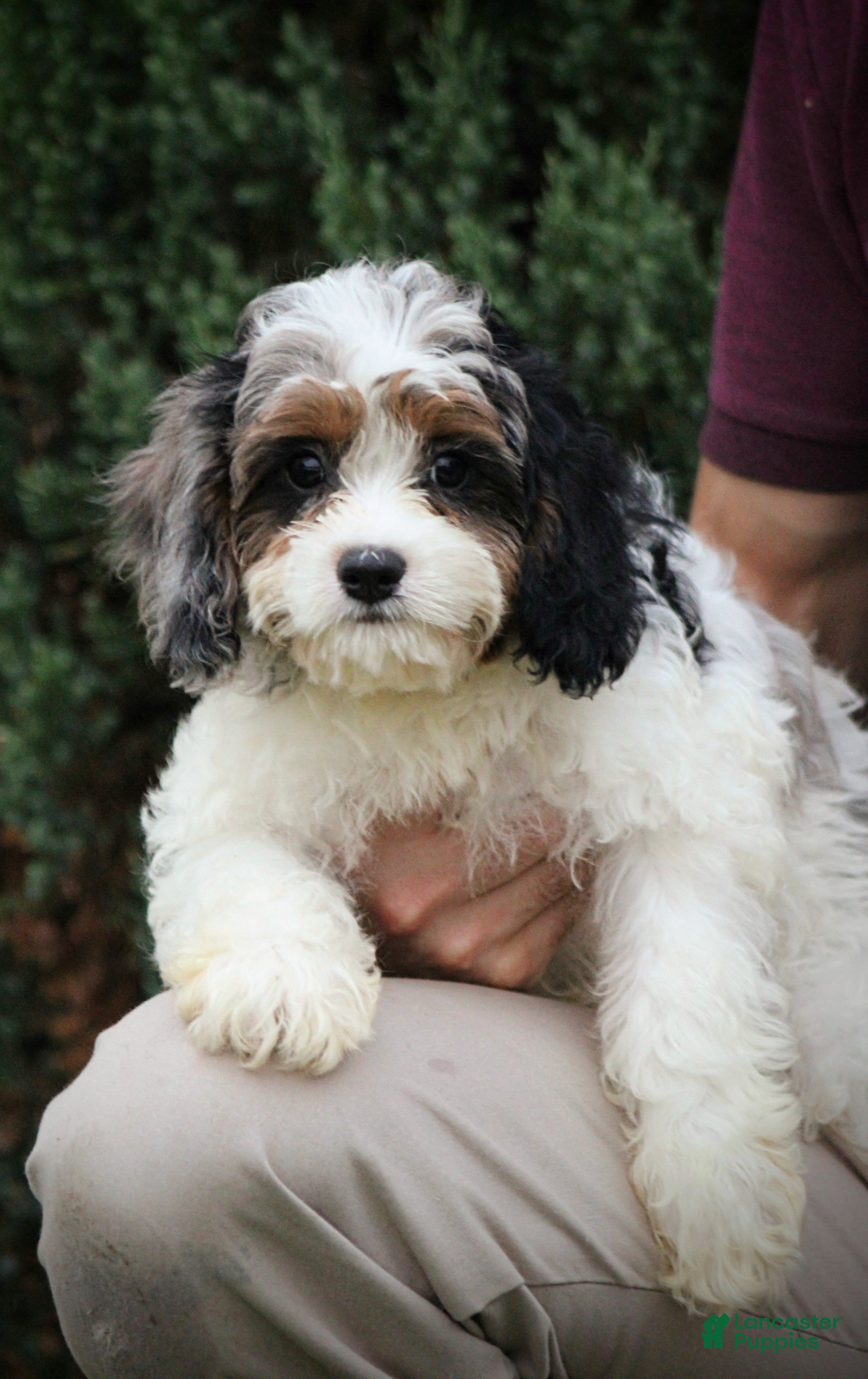 Cavapoo dogs Rambo - Ad 1